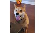 Adopt Konai a Red/Golden/Orange/Chestnut Shiba Inu / Mixed dog in Downer's Grove