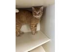 Adopt Nugget IN FOSTER a Orange or Red Domestic Shorthair / Mixed Breed (Medium)