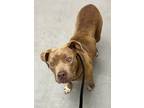 Adopt Annie a American Staffordshire Terrier / Mixed dog in Midwest City