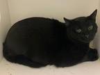 Adopt VADER a Domestic Shorthair / Mixed (short coat) cat in Midwest City