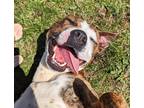 Adopt Kaley a Brindle - with White American Pit Bull Terrier / Mixed Breed