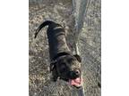 Adopt Ember a Black Labrador Retriever / Mixed Breed (Medium) / Mixed (short