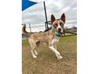 Adopt Freeway a Brindle Mutt / Mixed dog in Manchaca, TX (41363819)