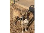 Adopt Benzi a Mixed Breed (Medium) / Mixed dog in Neosho, MO (41256769)