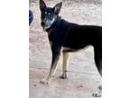 Adopt MARY a Black German Shepherd Dog / Mixed dog in South Lake Tahoe