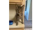 Adopt Ellie a Brown Tabby Domestic Shorthair / Mixed (short coat) cat in