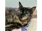 Adopt Cecelia a Tortoiseshell Domestic Shorthair / Mixed (short coat) cat in