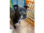 Adopt Lacey a Black Labrador Retriever / Mixed dog in Loomis, CA (41363798)