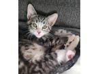 Adopt Bella a Gray, Blue or Silver Tabby Domestic Mediumhair (medium coat) cat