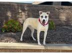 Adopt LEONA a Australian Cattle Dog / Mixed dog in Tustin, CA (40956992)