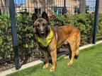 Adopt RICO a Black German Shepherd Dog / Mixed dog in Tustin, CA (40982362)