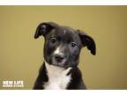 Adopt Jenga a Black - with White Labrador Retriever / Border Collie / Mixed dog