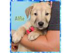 Adopt COACH a Tan/Yellow/Fawn Labrador Retriever / German Shepherd Dog / Mixed