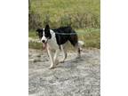 Adopt POLAR a Black Husky / Mixed dog in Wellington, FL (37137510)