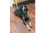 Adopt RORI a Black Bluetick Coonhound / Mixed (short coat) dog in Wellington