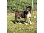 Adopt Pete a Black Mixed Breed (Medium) / Mixed dog in Louisville, KY (41363638)