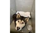Adopt TRAPPY a Black Husky / Mixed dog in Los Lunas, NM (41363624)