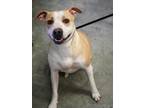 Adopt Dior a Tan/Yellow/Fawn American Pit Bull Terrier / Mixed dog in Bowling