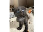 Adopt 55840728 a All Black Domestic Shorthair / Domestic Shorthair / Mixed cat