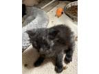 Adopt 55840733 a All Black Domestic Shorthair / Domestic Shorthair / Mixed cat