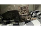 Adopt Soup a Gray or Blue Domestic Shorthair / Domestic Shorthair / Mixed cat in