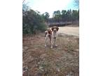 Adopt Tom & Jerry a White - with Brown or Chocolate Foxhound / Mixed dog in