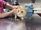 Adopt Ty a Orange or Red Domestic Shorthair / Mixed Breed (Medium) / Mixed