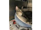 Adopt Boyd a Gray or Blue Domestic Shorthair / Domestic Shorthair / Mixed cat in