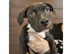 Adopt Davy a Mixed Breed (Medium) / Mixed dog in Rancho Santa Fe, CA (41363230)