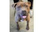 Adopt Ralphy a Brown/Chocolate American Staffordshire Terrier / Mixed dog in