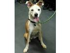 Adopt Princess a Tan/Yellow/Fawn American Staffordshire Terrier / Mixed dog in