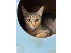 Adopt Zoey a Brown or Chocolate Domestic Shorthair / Domestic Shorthair / Mixed