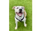 Adopt Spoink a Tan/Yellow/Fawn Mixed Breed (Medium) / Mixed dog in Munster