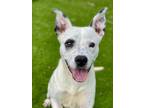 Adopt Mikey a White Mixed Breed (Medium) / Mixed dog in Munster, IN (41346773)