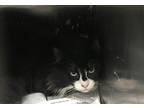 Adopt Emmett a All Black Domestic Longhair / Domestic Shorthair / Mixed cat in