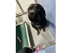 Adopt Sampson a Black Rottweiler / Mixed dog in Monroe, MI (41292149)