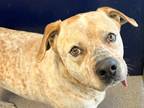 Adopt Booker a Red/Golden/Orange/Chestnut Mixed Breed (Large) / Mixed dog in