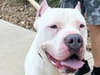 Adopt Donny a White Mixed Breed (Large) / Mixed dog in Georgetown, TX (41258833)