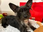 Adopt Lacey a Black - with White Terrier (Unknown Type, Small) / Mixed dog in