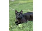 Adopt Kitty a Black (Mostly) Domestic Shorthair / Mixed (short coat) cat in