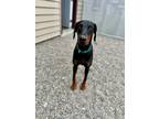 Adopt Bradley a Black Doberman Pinscher / Mixed (short coat) dog in Penn Yan