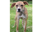 Adopt Kisses a Tan/Yellow/Fawn Mixed Breed (Medium) / Mixed dog in Thomasville