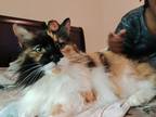 Adopt Maria a Calico or Dilute Calico Calico / Mixed (long coat) cat in Amite