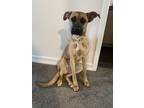 Adopt Reyna a Brown/Chocolate Boxer / German Shepherd Dog / Mixed dog in