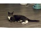 Adopt Daisy a Gray or Blue Domestic Shorthair / Mixed (short coat) cat in