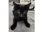 Adopt 655959 a All Black Domestic Shorthair / Domestic Shorthair / Mixed cat in