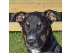 Adopt Dunn a Black - with Brown, Red, Golden, Orange or Chestnut Cattle Dog /