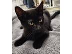 Adopt 655958 a All Black Domestic Shorthair / Domestic Shorthair / Mixed cat in