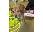 Adopt Lacey a Brown/Chocolate Catahoula Leopard Dog / Mixed dog in Harbor