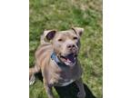 Adopt Nelson a Gray/Blue/Silver/Salt & Pepper Mixed Breed (Large) / Mixed dog in